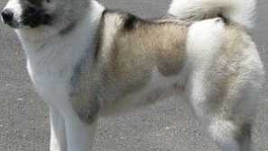 Akita inu: popis popis a recenze vlastnictví